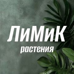 Канал ЛиМиК растения LiMiKplant клоны растений (Алоказии, монстеры и тд) в мессенджере MAX — 696 подписчиков