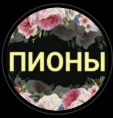 Канал Пион-Волгоград в мессенджере MAX — 714 подписчиков