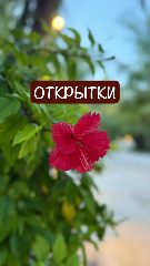 Канал 🌺ОТКРЫТКИ, СТИКЕРЫ, ФОТО ДЛЯ СТОРИС.🌺 в мессенджере MAX — 1 079 подписчиков