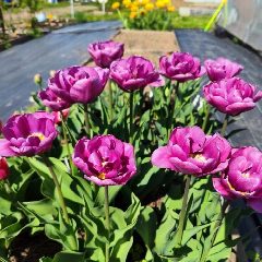 Канал Урожайные Секреты 🌱 в мессенджере MAX — 170 подписчиков