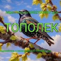 Канал Тополек в мессенджере MAX — 42 подписчика
