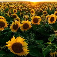 Канал Подсолнушек🌻 в мессенджере MAX — 76 подписчиков