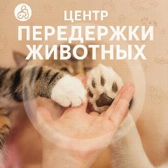 Канал МКУ г. Костромы "Центр передержки животных" в мессенджере MAX — 16 подписчиков