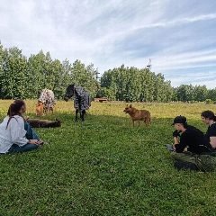 Канал Мир свободной лошади Royal Horse Кострома в мессенджере MAX — 491 подписчик
