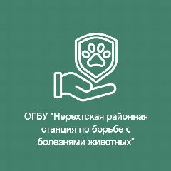 Канал ОГБУ"НЕРЕХТСКАЯ РАЙ СББЖ," в мессенджере MAX — 35 подписчиков
