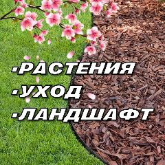 Канал РАСТЕНИЯ/УХОД/ЛАНДШАФТ в мессенджере MAX — 881 подписчик