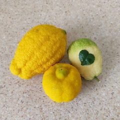 Канал 🍋 Лимон в каждый дом | Выращивание и уход в мессенджере MAX — 156 подписчиков