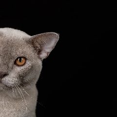 Канал Бурма | Бурманские котята из питомника Vacheron в мессенджере MAX — 211 подписчиков