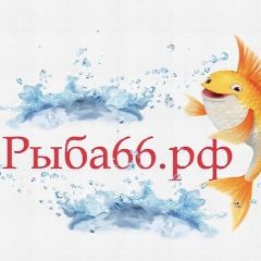 Канал Рыба Екатеринбург Рыба66 в мессенджере MAX — 3 189 подписчиков