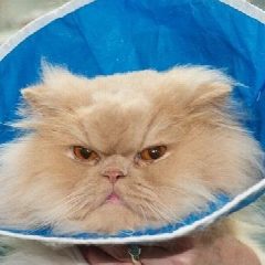Канал ГБУ "Сосновоборская райСББЖ" в мессенджере MAX — 14 подписчиков