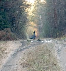 Канал ГКУ СО "Сотринское лесничество" в мессенджере MAX — 27 подписчиков