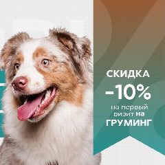 Канал ДогПрайд ГРУМИНГ | ДРЕССИРОВКА ЕКБ в мессенджере MAX — 108 подписчиков