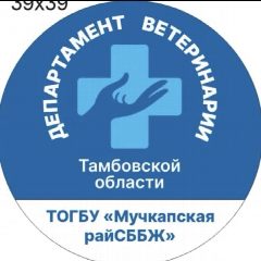 Канал ТОГБУ "Мучкапская рай СББЖ" в мессенджере MAX — 181 подписчик