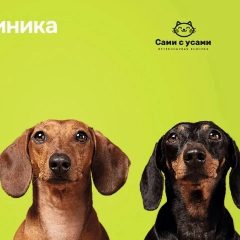Канал Ветеринарная клиника Сами с усами в мессенджере MAX — 68 подписчиков