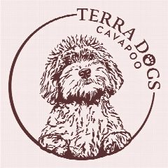 Канал TERRA DOGS Кавапу в мессенджере MAX — 93 подписчика