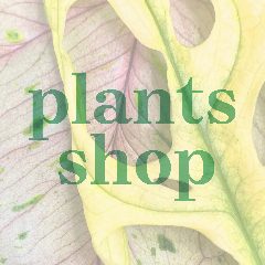 Канал Spirit of Plants Shop в мессенджере MAX — 189 подписчиков