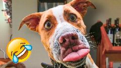 Канал Зверьё моё | усатый юмор | мемы | животные в мессенджере MAX — 707 подписчиков
