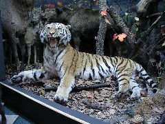 Канал Областной краеведческий музей ЕАО в мессенджере MAX — 20 подписчиков