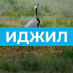 Канал Иджилское СМО в мессенджере MAX — 68 подписчиков
