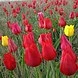 Канал Администрация Березовского сельского муниципального образования Республики Калмыкия в мессенджере MAX — 14 подписчиков