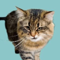 Канал Котейкин в мессенджере MAX — 1 068 подписчиков