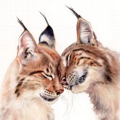 Канал KatyaBobCat в мессенджере MAX — 2 641 подписчик