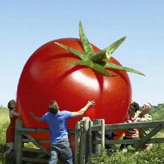 Канал Наша дача | Сад | Огород в мессенджере MAX — 8 760 подписчиков