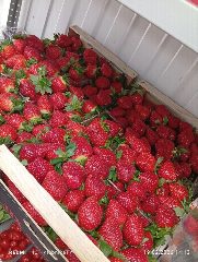 Канал Клубника🍓 ТуТ Смоленск в мессенджере MAX — 524 подписчика