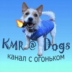 Канал KMR@Dogs-животные, смешные животные, смешные видео, юмор, птицы, собаки, кошки, обезьяны. в мессенджере MAX — 3 505 подписчиков