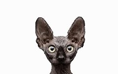 Канал Кот Костян. RU в мессенджере MAX — 20 147 подписчиков