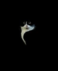 Канал В ГОСТЯХ У КОТА ВАСИЛИЯ | котик, киса, котенок, мур в мессенджере MAX — 190 подписчиков