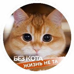 Канал Без кота жизнь не та в мессенджере MAX — 9 044 подписчика