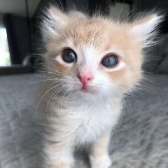 Канал маленькие котямбусы Пушистики Классные Смешные Видео Фото Котята Кошки cats video в мессенджере MAX — 292 подписчика