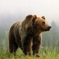 Канал Красивая Россия в мессенджере MAX — 986 подписчиков