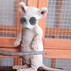 Канал Живые животные природы и коты в мессенджере MAX — 167 подписчиков