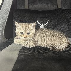 Канал милые котики ^-^ коты в мессенджере MAX — 3 445 подписчиков