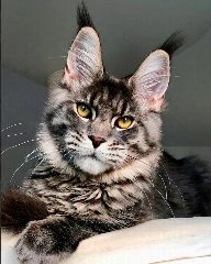 Канал Мейн-куны из Kotoamatsukami в мессенджере MAX — 814 подписчиков