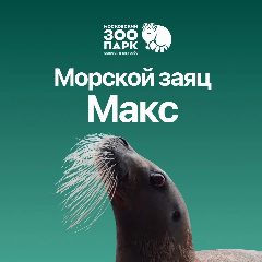 Канал Морской заяц Макс в мессенджере MAX — 7 598 подписчиков