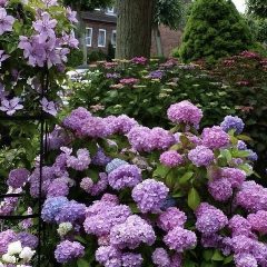 Канал Фабрика клематисов и гортензий / my_flowers_ivanovo в мессенджере MAX — 5 888 подписчиков