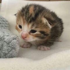 Канал Мякичи | Котята и коты в мессенджере MAX — 1 286 подписчиков