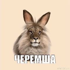 Канал Черемша. ЧЕРЕМША МЕМ в мессенджере MAX — 25 243 подписчика
