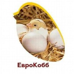Канал Инкубационное яйцо EuroCobb-PROMEGGS INFO CANAL в мессенджере MAX — 582 подписчика