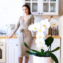 Канал orchid_katlo орхидеи красивый уход в мессенджере MAX — 895 подписчиков