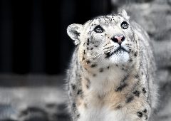Канал Сайлюгемский национальный парк в мессенджере MAX — 574 подписчика