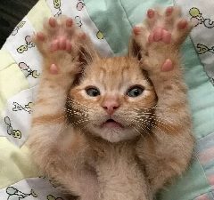 Канал Забавные Питомцы | Шерстяные проказники  Коты Котики Мяу Юмор Животные Кошки Смешные Коты Видео Фото Моменты Хвост Домашние Любимые Коты Котятки Милота Ежедневный Контент в мессенджере MAX — 2 323 подписчика