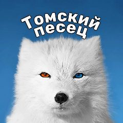 Канал Томский песец в мессенджере MAX — 817 подписчиков
