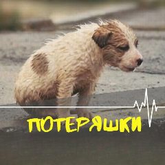 Канал Потеряшки КЕМЕРОВО в мессенджере MAX — 426 подписчиков