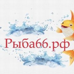 Канал Рыба66 Екб в мессенджере MAX — 890 подписчиков
