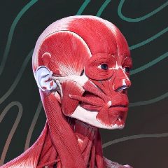 Канал Easy Anatomy – приложение по анатомии в мессенджере MAX — 173 подписчика