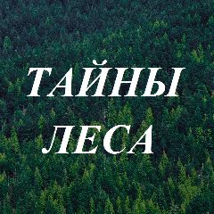 Канал Тайны леса | Грибы | Ягоды | Растения | Животные | Птицы | Насекомые | Цветы | Деревья | Утро в мессенджере MAX — 6 096 подписчиков